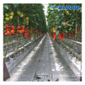 Galvanized steel frame film greenhouse for tomato